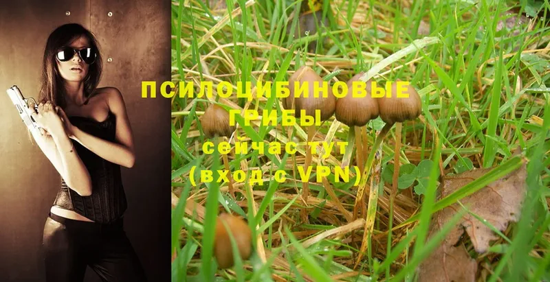 где можно купить   Усолье-Сибирское  Псилоцибиновые грибы Psilocybe 